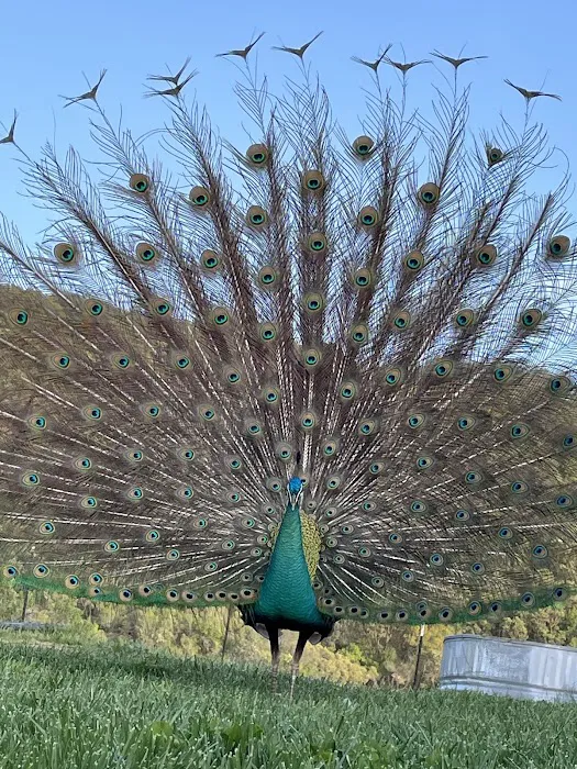 Glynraven Gardens Picture 4