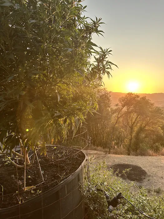 Glynraven Gardens Picture 8