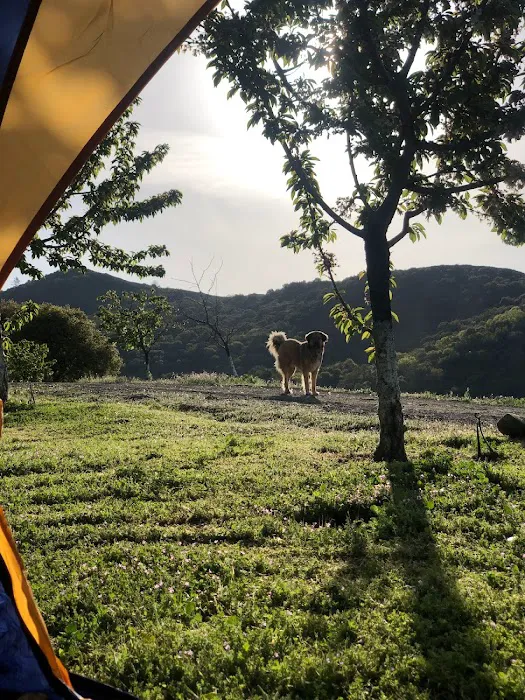 Glynraven Gardens Picture 9