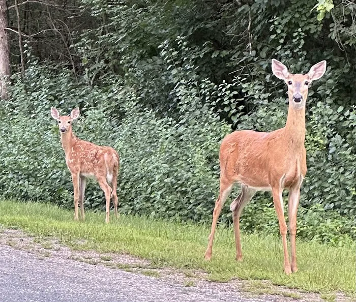 Refuge RV Park Picture 9