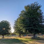 Camp McConnell Boy Scouts of America