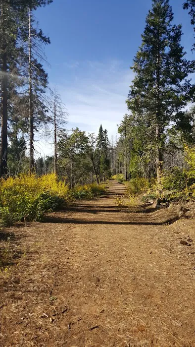 Crane Flat Campground Picture 10