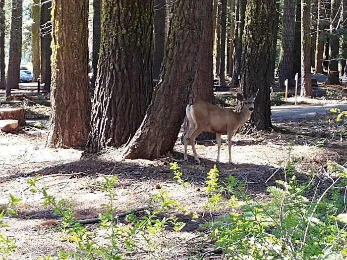 Crane Flat Campground Picture 3