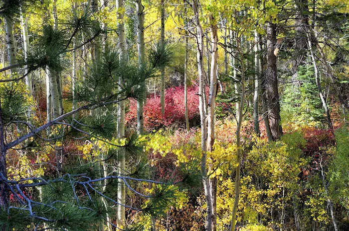 Aspen Campground Picture 10