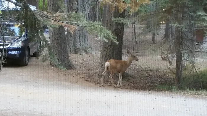 Aspen Campground Picture 6