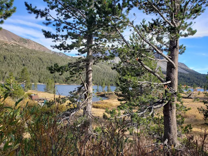 Tioga Lake Campground Picture 9