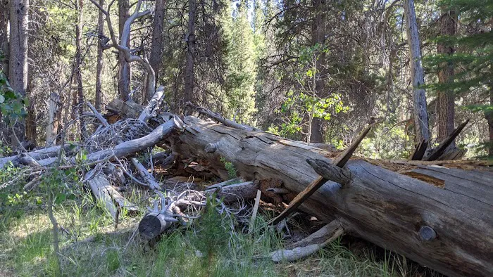 Lower Lee Vining Campground Picture 3