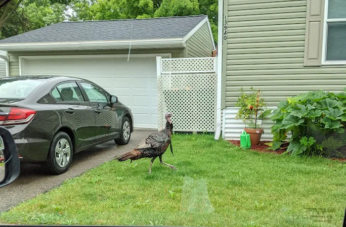 Rosemount Woods Picture 6