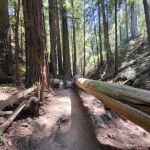 Alice Eastwood Group Campsite