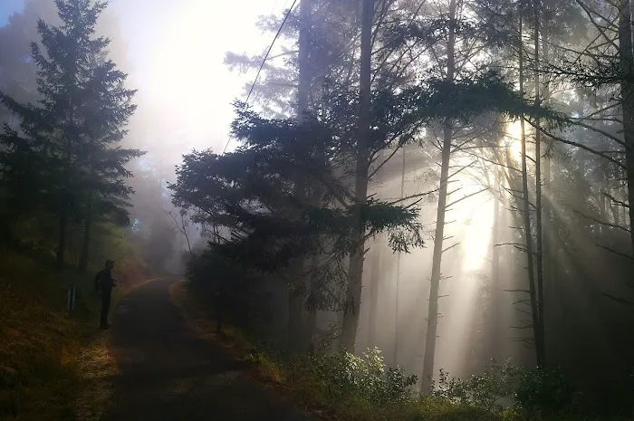 Pantoll Campground Picture 4