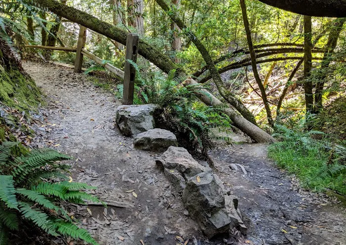 Pantoll Campground Picture 10