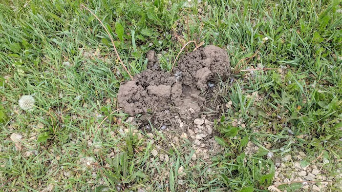 Queen Anne Courts Picture 9