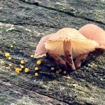 Bort Meadow Group Camp