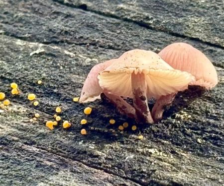 Bort Meadow Group Camp