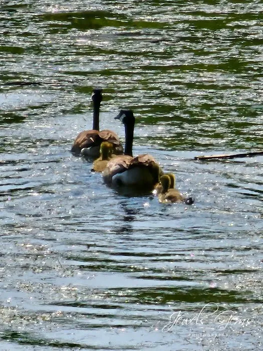 Summer Breeze Resort Picture 8