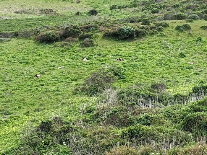 Wildcat Campground Picture 7