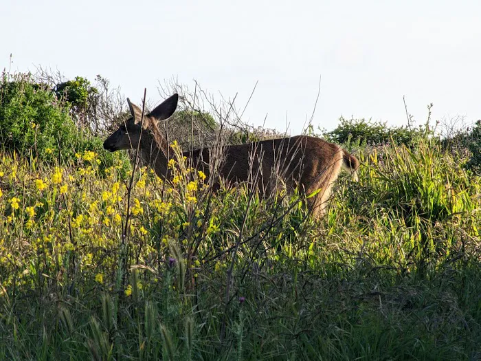 Wildcat Campground Picture 5