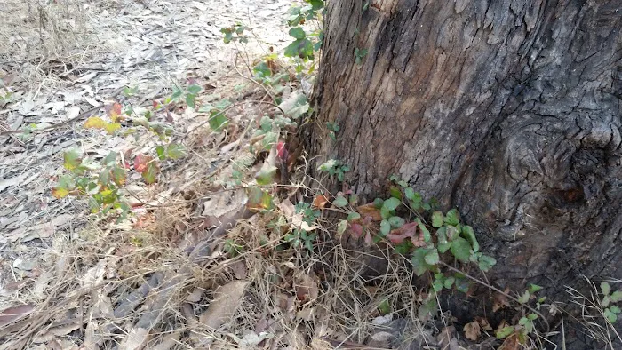 Lost Ridge Group Camp Picture 7