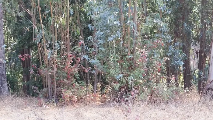 Lost Ridge Group Camp Picture 5