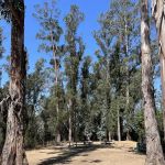 El Venado Campground