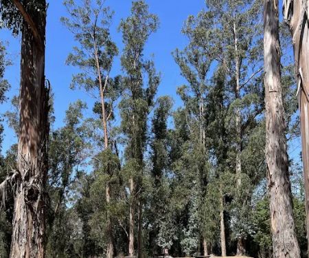 El Venado Campground