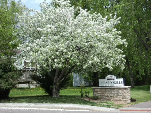 Cedar Knolls Picture 5