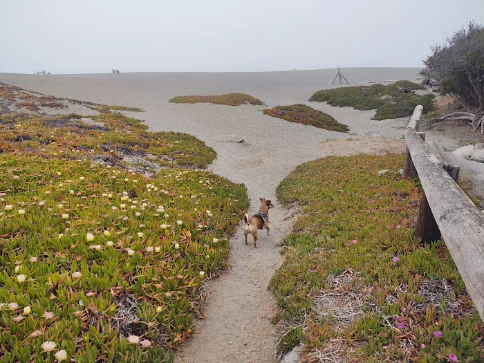 Wright's Beach Campground Picture 8