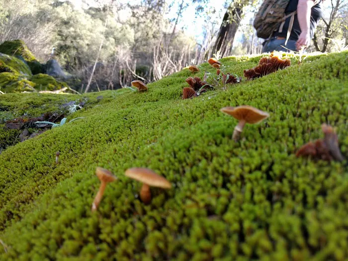 Dirt Flat Campground Picture 7