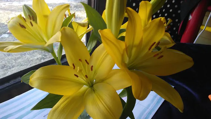 Lime Valley Mobile Home Park Picture 2