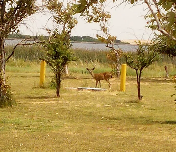 San Luis Creek RV Campsite Picture 7