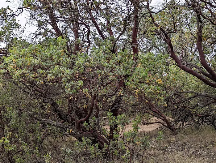 Rancho Los Mochos Picture 6