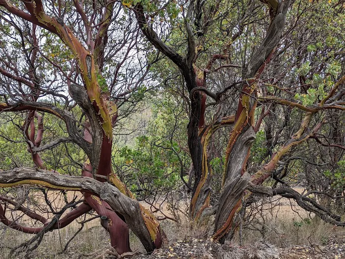 Manzanita Flats Picture 2