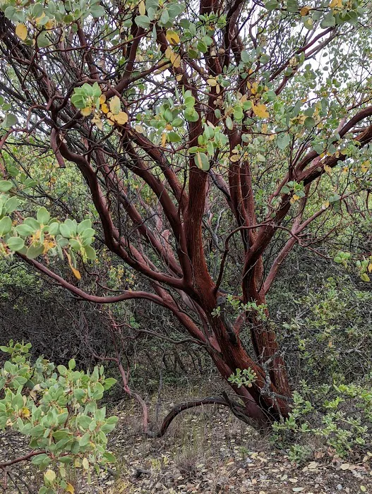 Manzanita Flats Picture 5