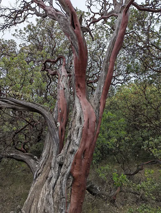 Manzanita Flats Picture 9