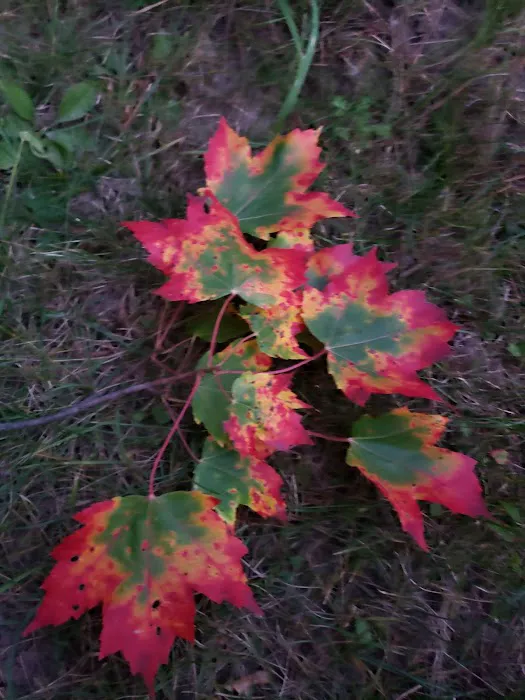 Northern Detour Picture 5