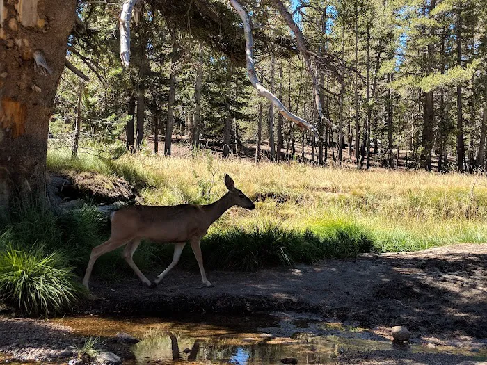 Tuolumne Meadows Campground Picture 3