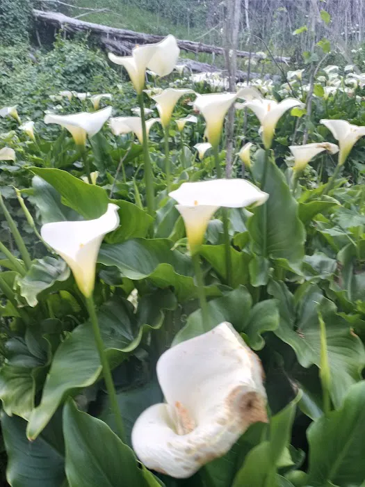 Kirby Cove Campground Picture 9