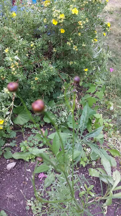 Sunnyside Mobile Home Park Inc Picture 4