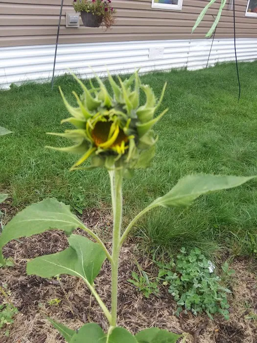 Fridley Terrace Mobile Home Community Picture 6