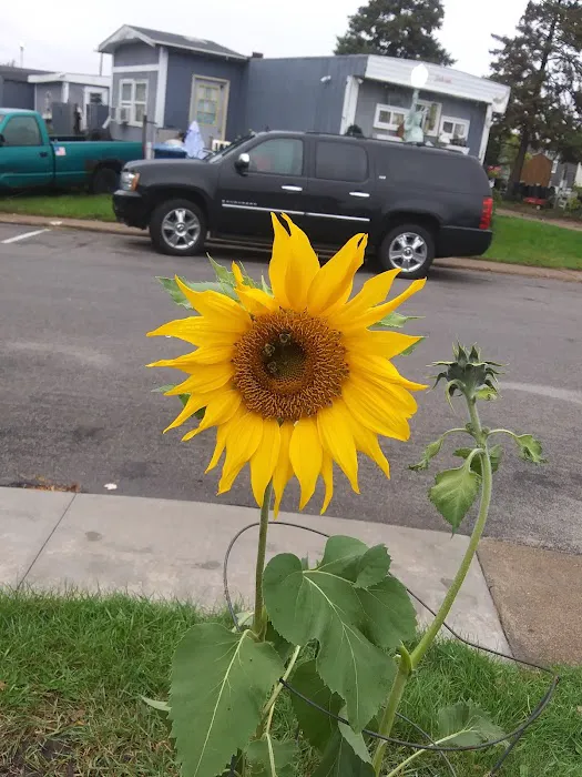 Fridley Terrace Mobile Home Community Picture 10