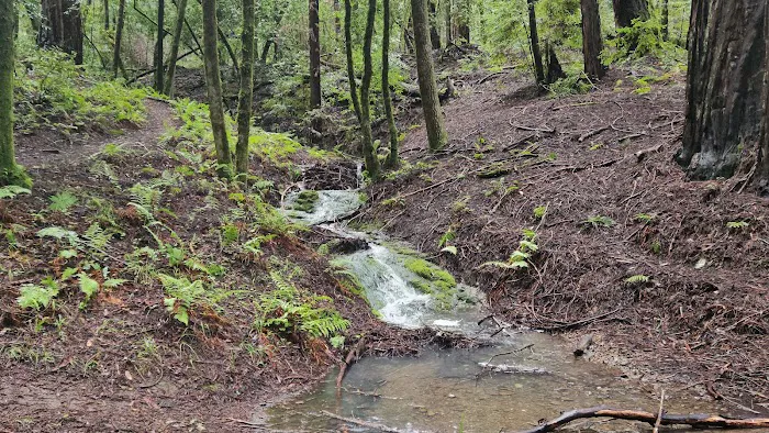 Azalea Campground Picture 6
