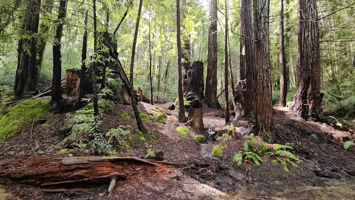 Azalea Campground Picture 5