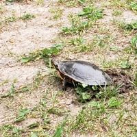 Lakeview Park Inc. ico