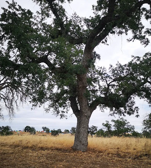 Codorniz Recreation Area Campground Picture 9