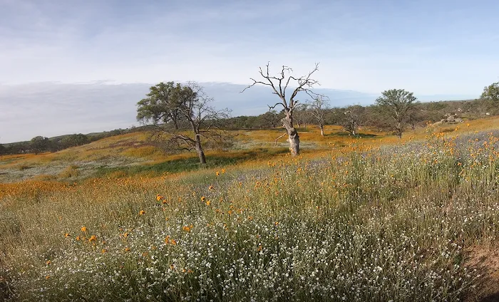 Codorniz Recreation Area Campground Picture 6