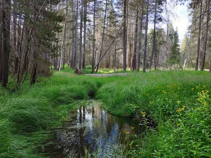 Bridalveil Creek Campground Picture 6
