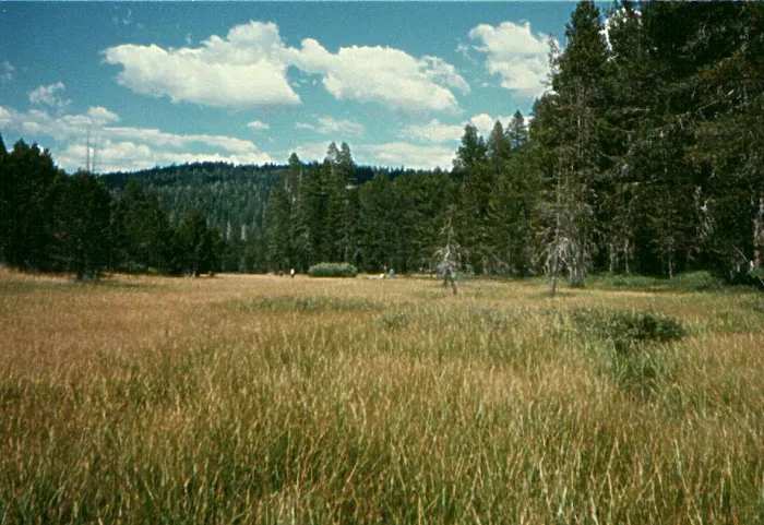 Bridalveil Creek Campground Picture 2