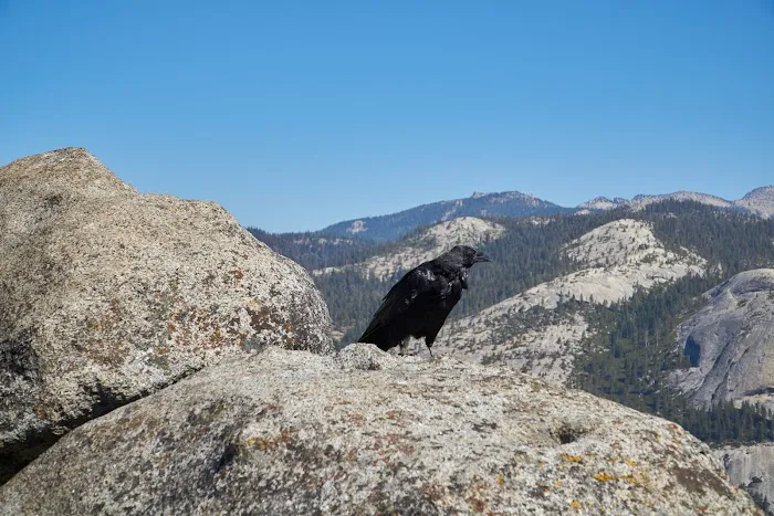 Bridalveil Creek Campground Picture 10