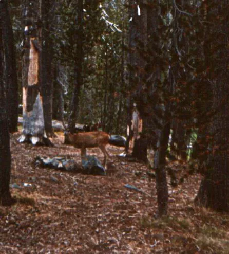 Bridalveil Creek Campground Picture 7