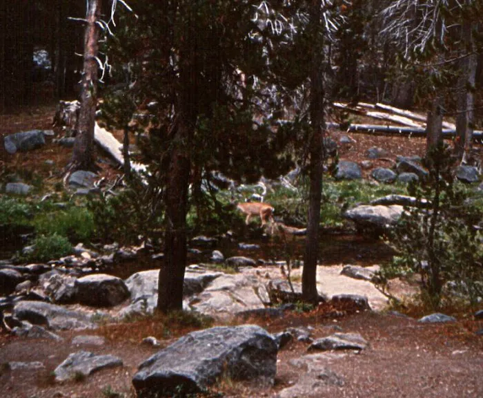 Bridalveil Creek Campground Picture 8